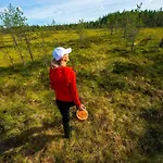 Kaira, Kahden Makuuhuoneen Kelomoekki, Lukuisten Polkujen, Polkupyoeraereitin Sekae Kalaisan Tunturilammen Vieressae *