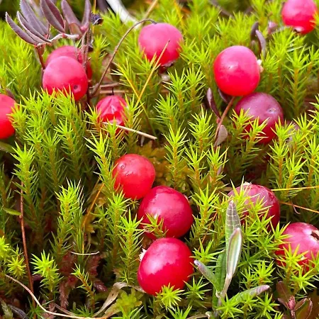 Kaira 27, Kahden Makuuhuoneen Kelomoekki Syoetteellae, Valaistun Ladun Vieressae 索特