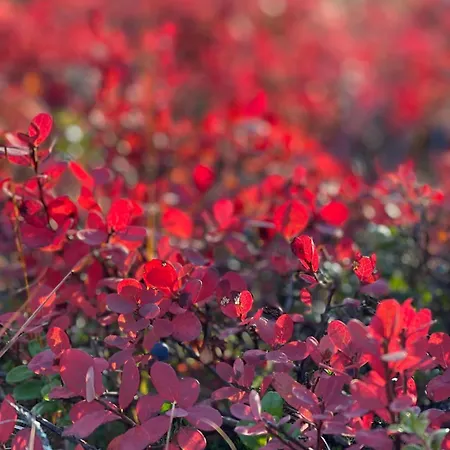 度假居 Kaira 27, Kahden Makuuhuoneen Kelomoekki Syoetteellae, Valaistun Ladun Vieressae 索特