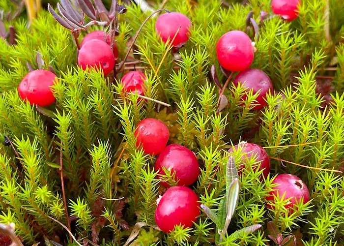 Kaira 27, Kahden Makuuhuoneen Kelomoekki Syoetteellae, Valaistun Ladun Vieressae Сиоте