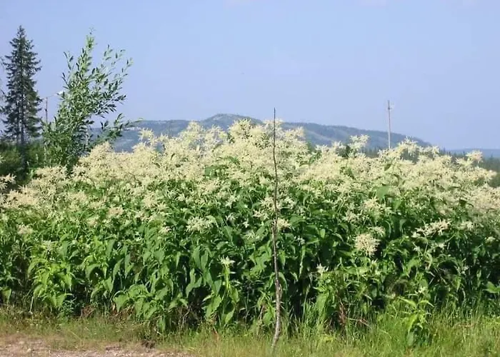 Дом отдыха Kaira 27, Kahden Makuuhuoneen Kelomoekki Syoetteellae, Valaistun Ladun Vieressae *