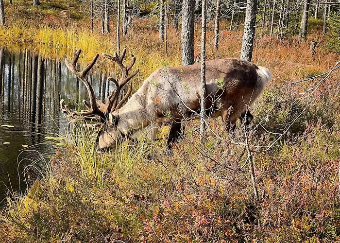 Kaira 27, Kahden Makuuhuoneen Kelomoekki Syoetteellae, Valaistun Ladun Vieressae * Сиоте