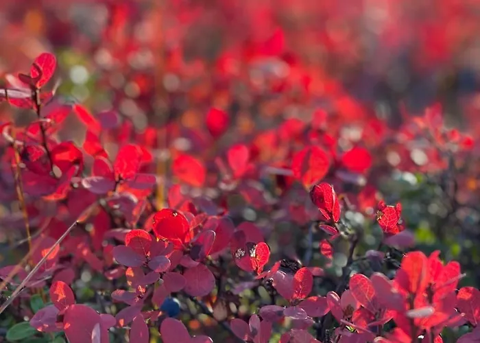 Дом отдыха Kaira 27, Kahden Makuuhuoneen Kelomoekki Syoetteellae, Valaistun Ladun Vieressae Сиоте